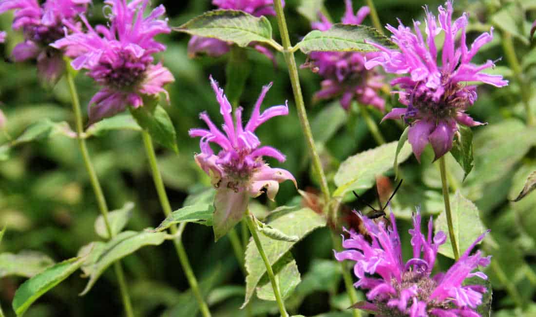 native perennial flower picture - bee balm