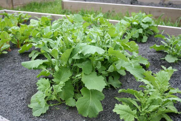 What Is Rapini (Broccoli Rabe?) - Home Garden