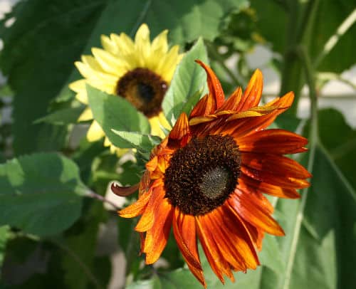 red sunflower