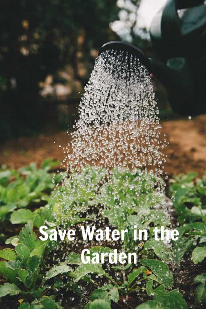 How to save water in the garden. 
