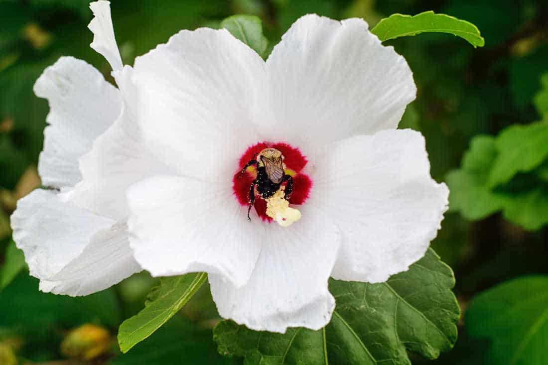 closeup photo of a flower on a rose of sharon bush