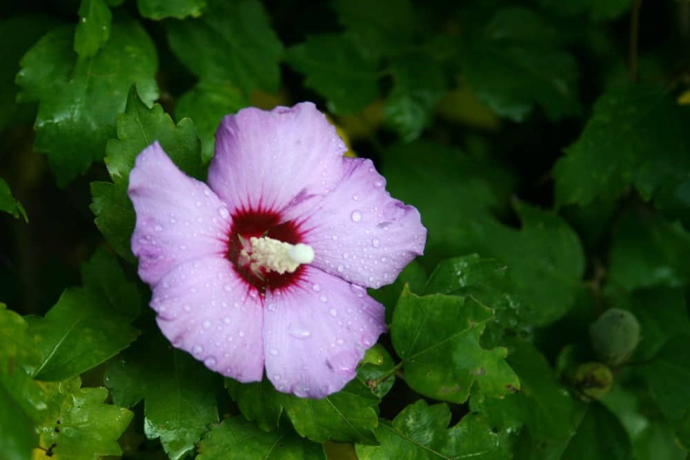 rose of sharon comes in many colors