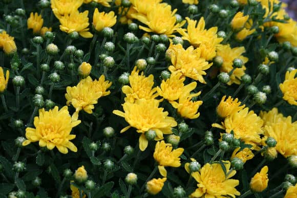 picture of yellow chrysanthemums