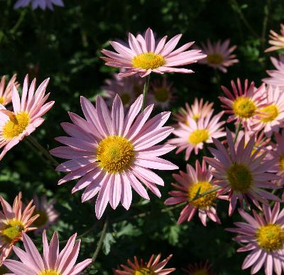 picture of a pink daisy mum