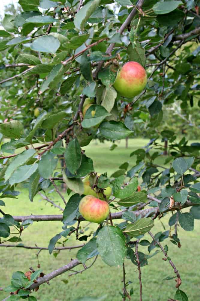 orchard trees