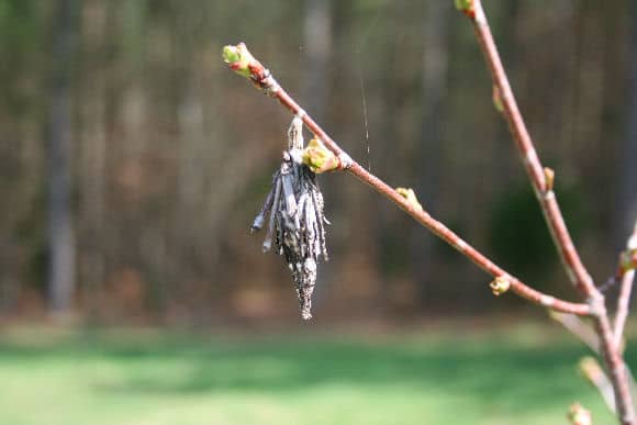 photo for identifying good bugs from bad by their cocoons