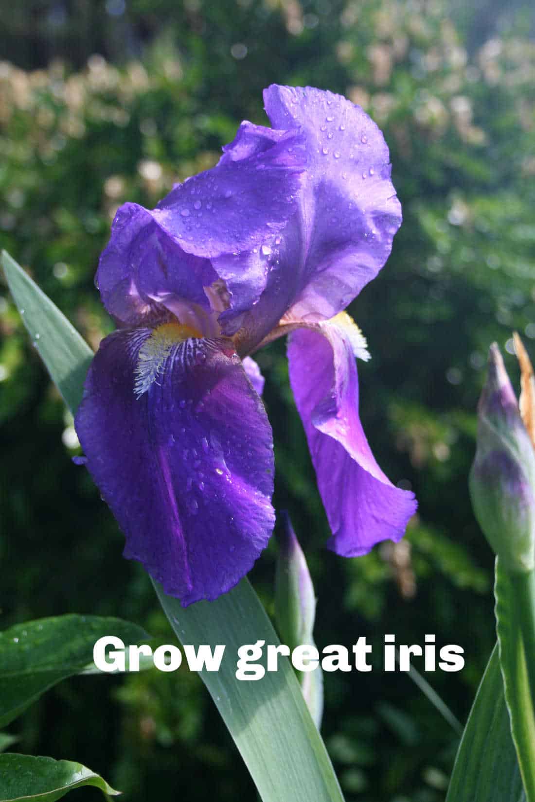 a picture of iris germanica