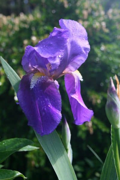 picture of iris germanica