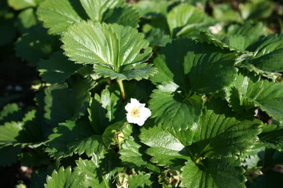  strawberry plant in bloom