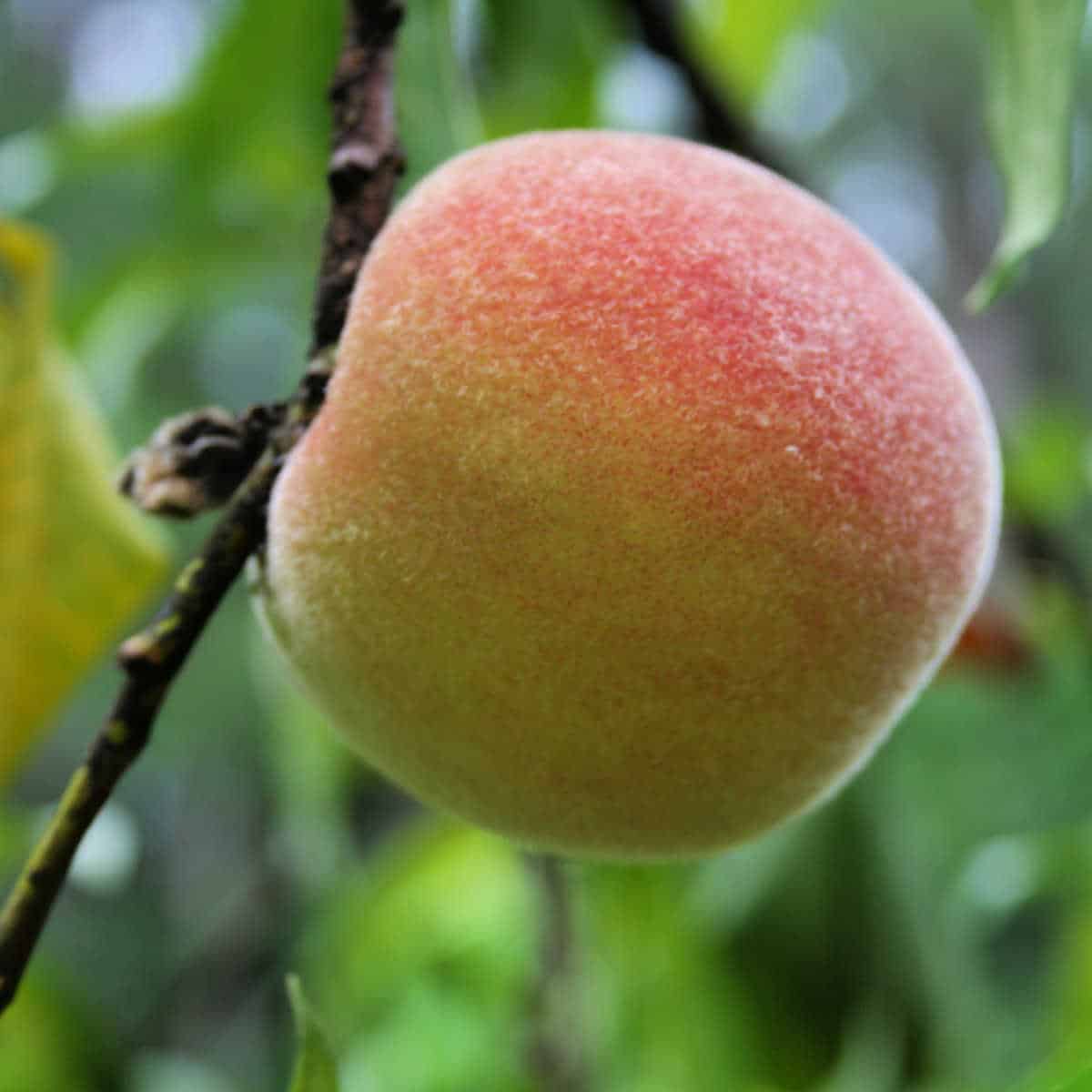 a close up of a peach on a tree