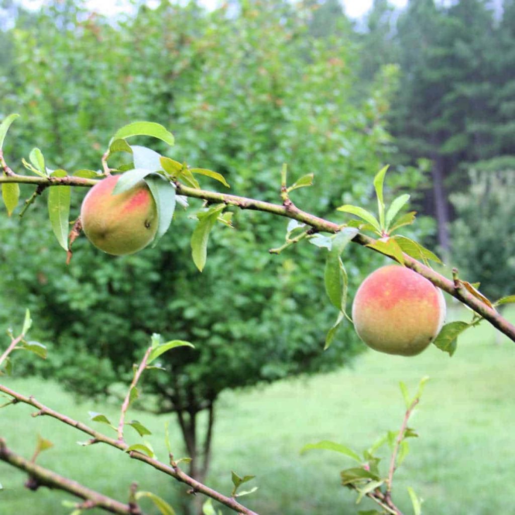 two peaches on a peach tree branch