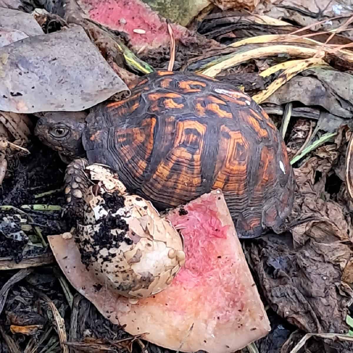 A turtle in the compost pile