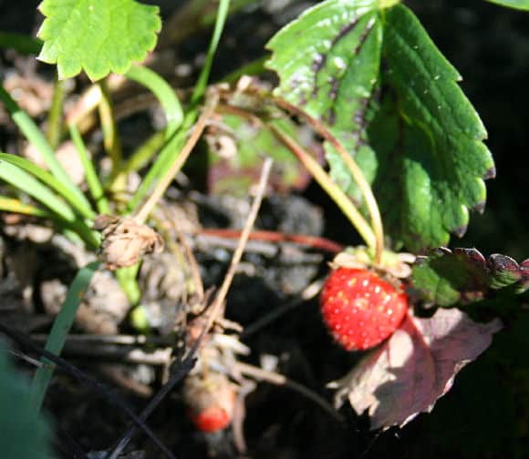 Strawberry Garden Care Home Garden Joy