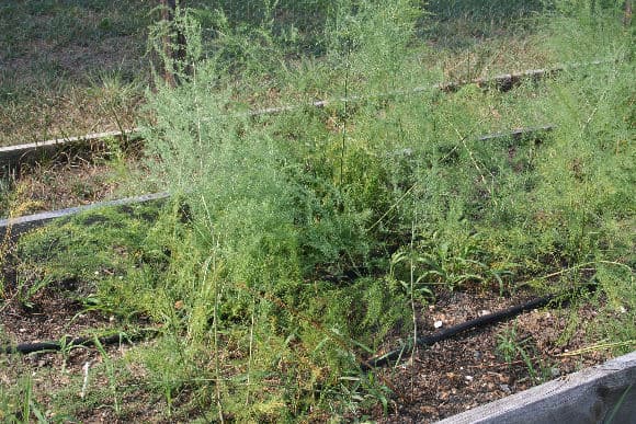 asparagus leaves