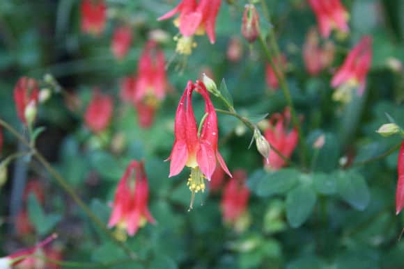 columbine flowers