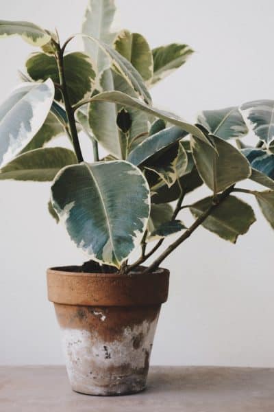 light requirement for house plant