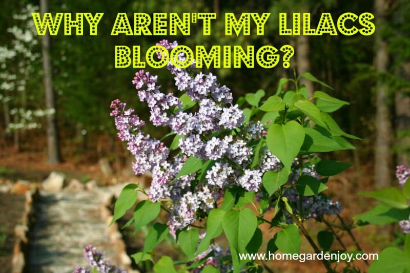 Why Aren't My Lilacs Blooming? Home Garden Joy