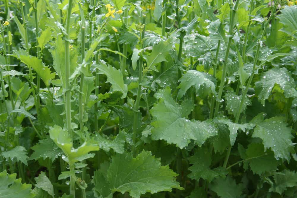 broccoli rabe seedlings