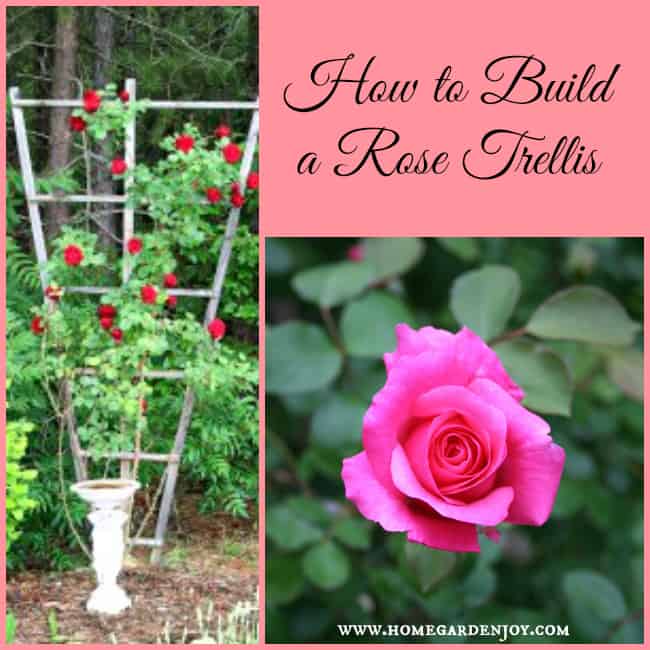 how to build a rose trellis