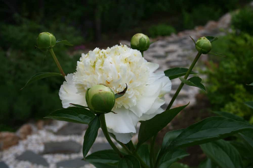 picture of a white peony flower and buds