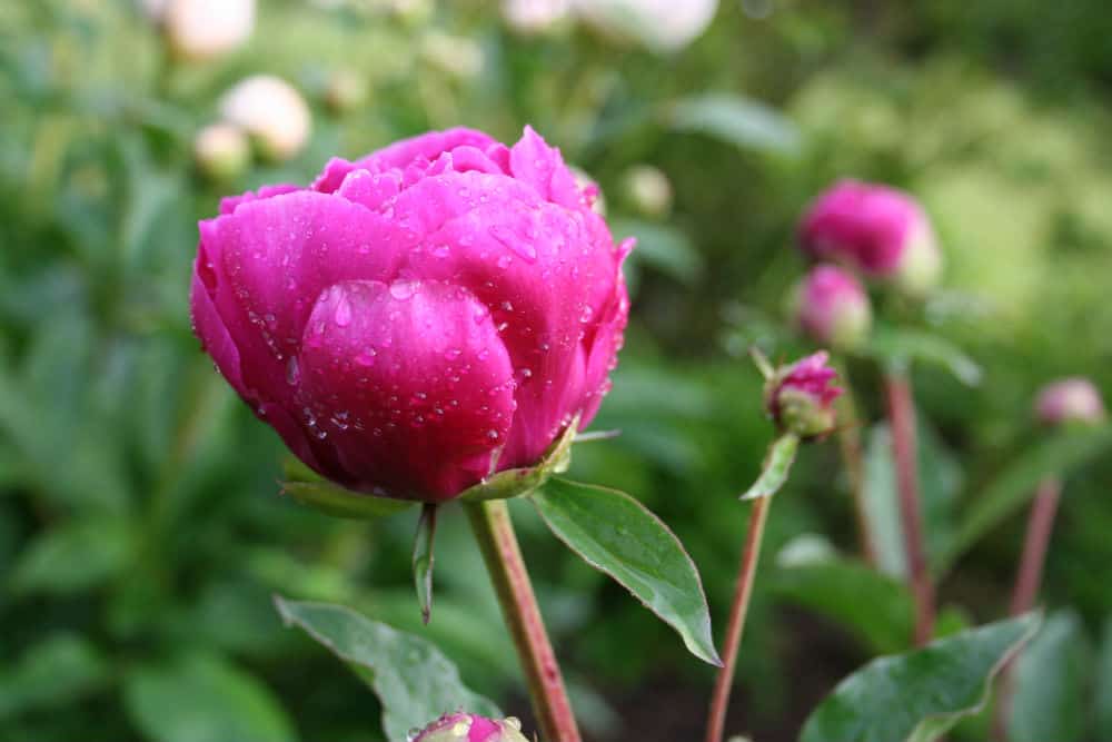 picture of peony flower and bud
