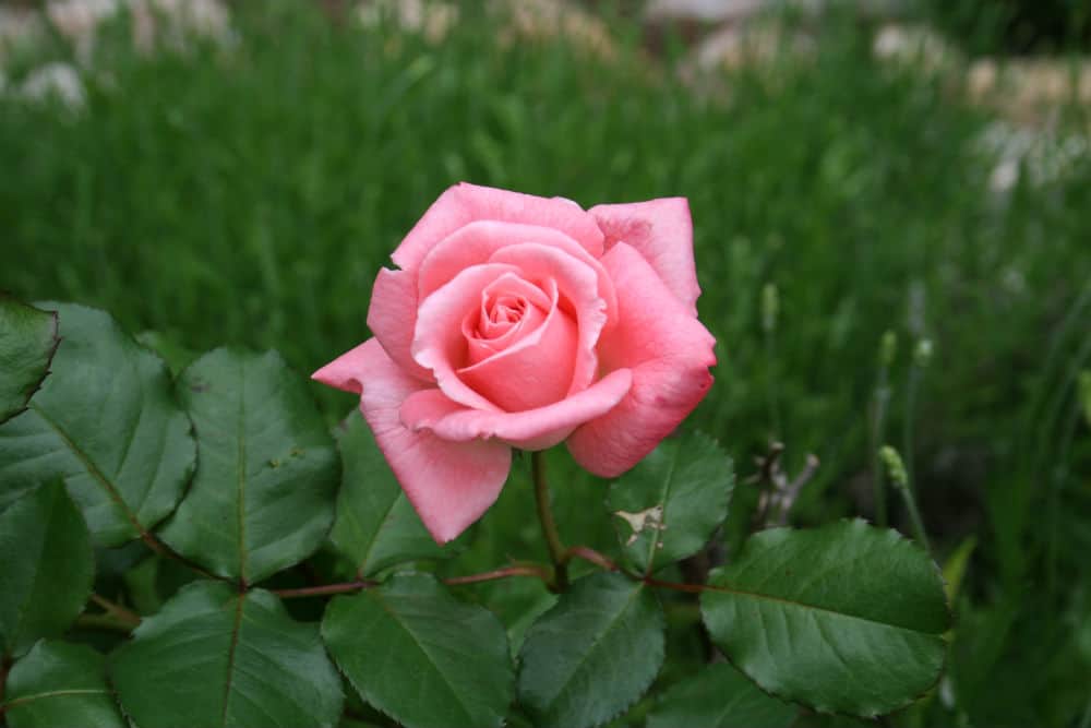 Types of Roses for the Home Garden - Home Garden Joy