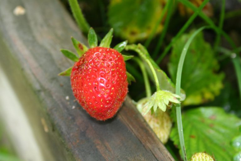 Tucking Your Strawberry Plants in for the Winter