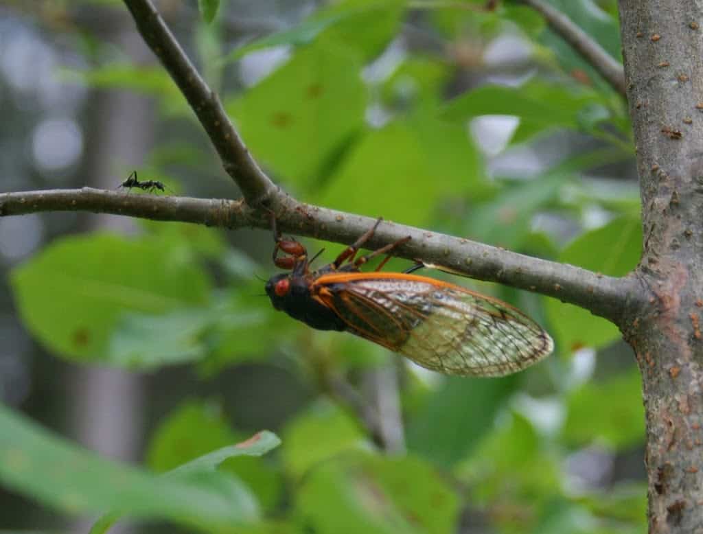 17 year cicada