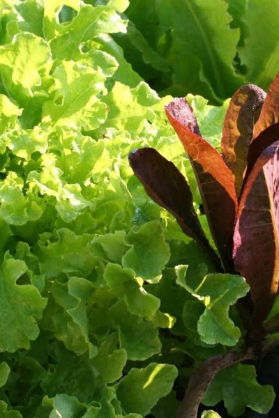 grow lettuce in your garden