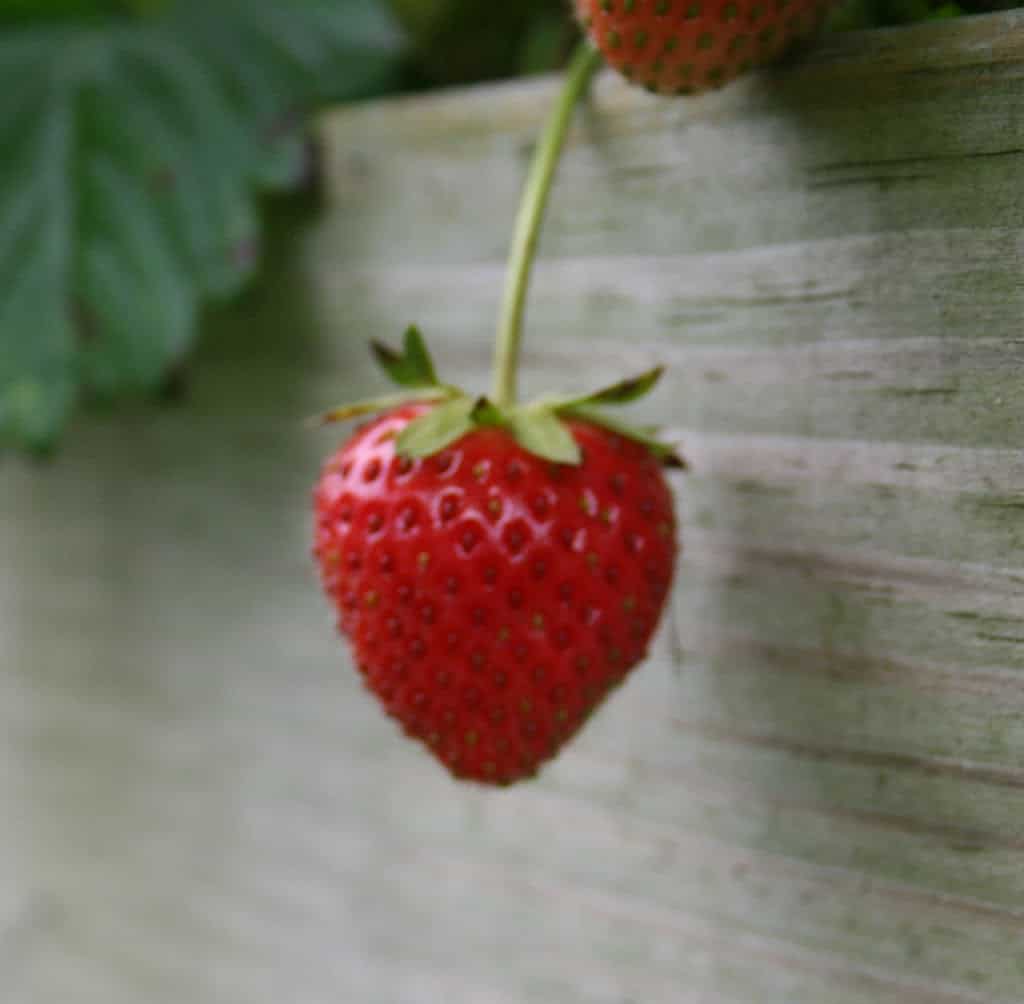 strawberry hanging over the edge of a raised bed