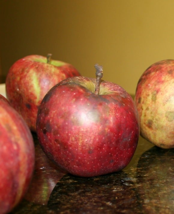 new-article-on-how-to-grow-organic-apples-home-garden-joy