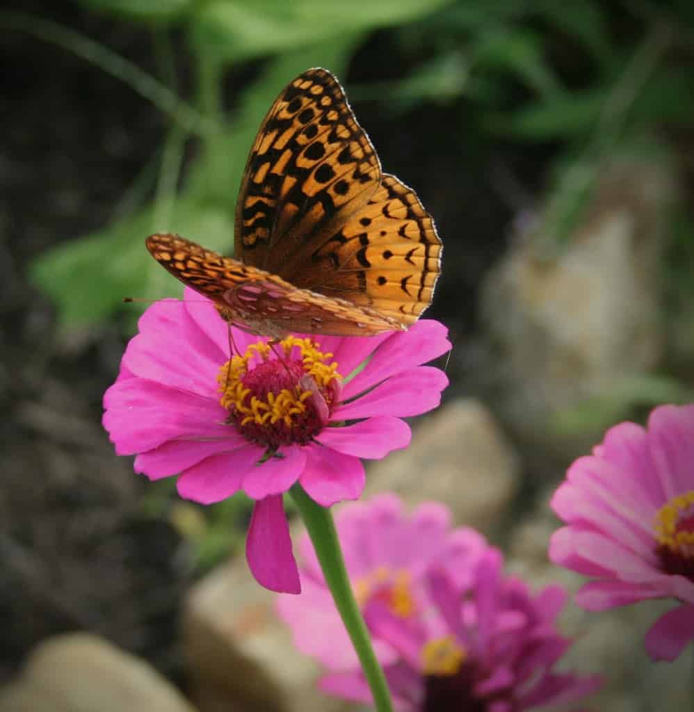 starting zinnias from seed indoors