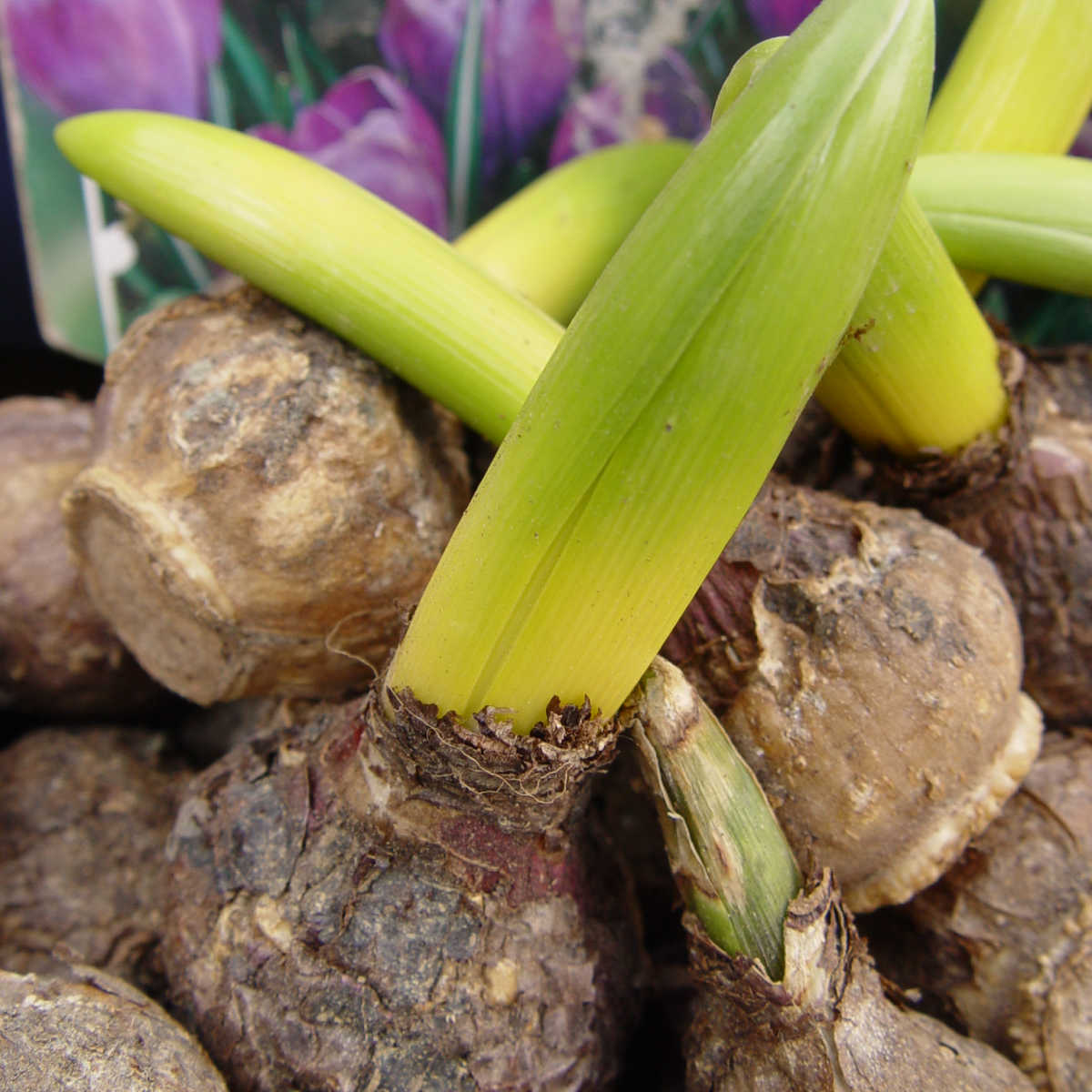 Close-up of green shoots emerging from several brown flower bulbs. The background includes a blurred image with hints of purple flowers.