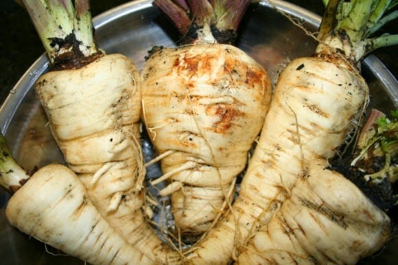 picture of growing parsnips recently harvested