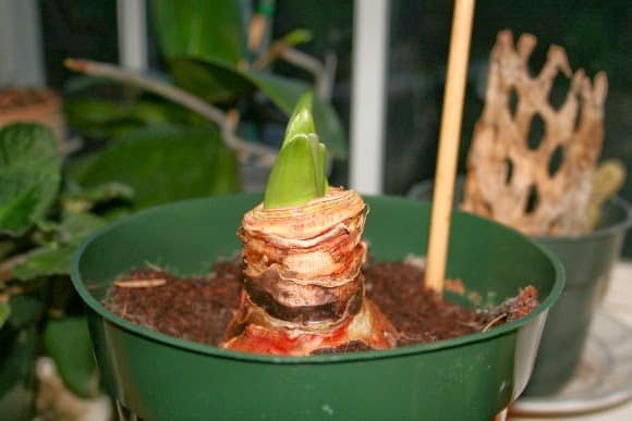 growing amaryllis