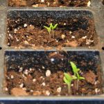 tomato seedlings