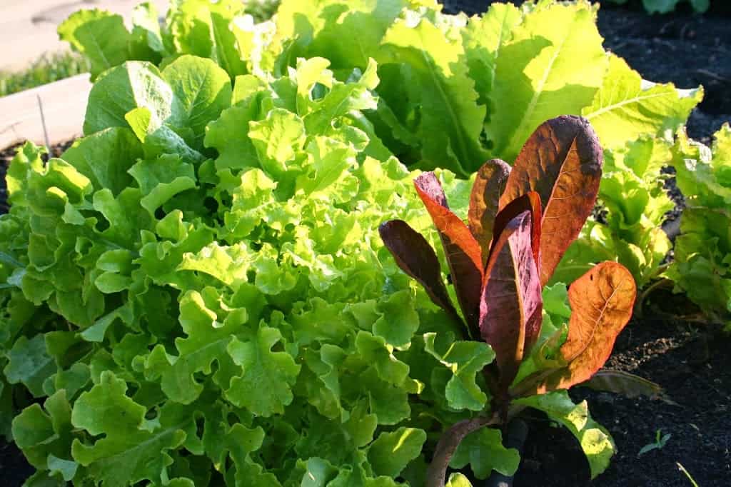 How to Plan a Raised Bed Vegetable Garden