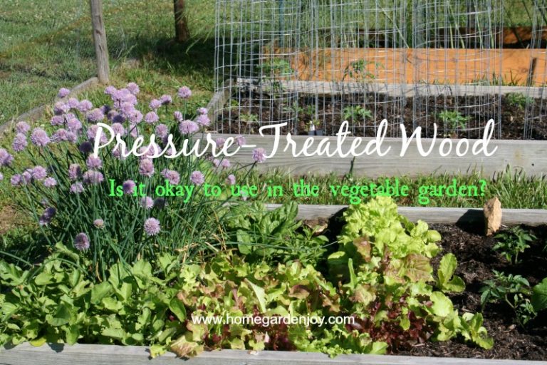 Can You Use Pressure Treated Wood in a Vegetable Garden?