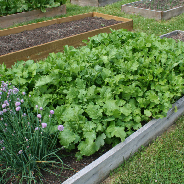 raised bed garden