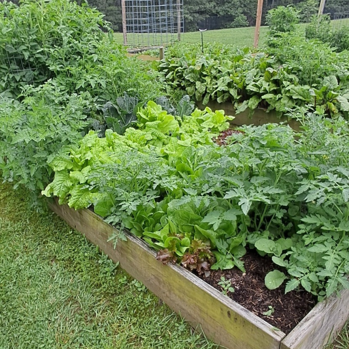 raised garden bed