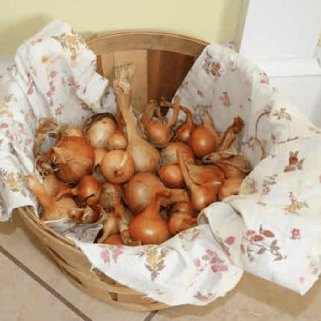 onions stored in a basket