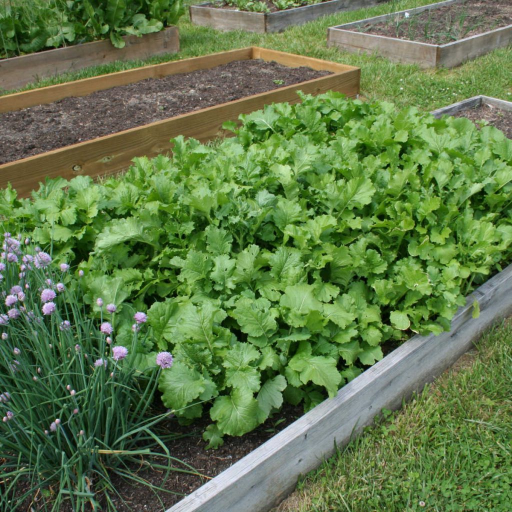 broccoli rabe in a raised garden bed
