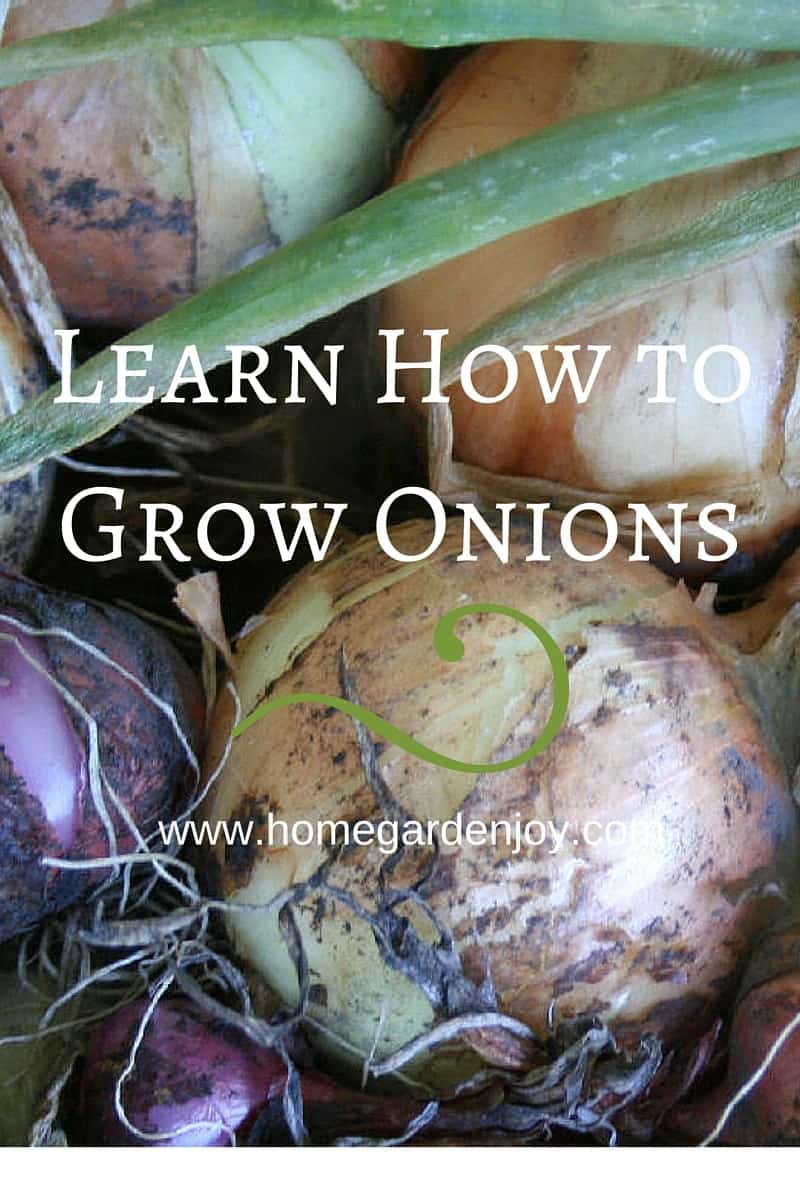 Grow Onions in the Home Garden - Home Garden Joy