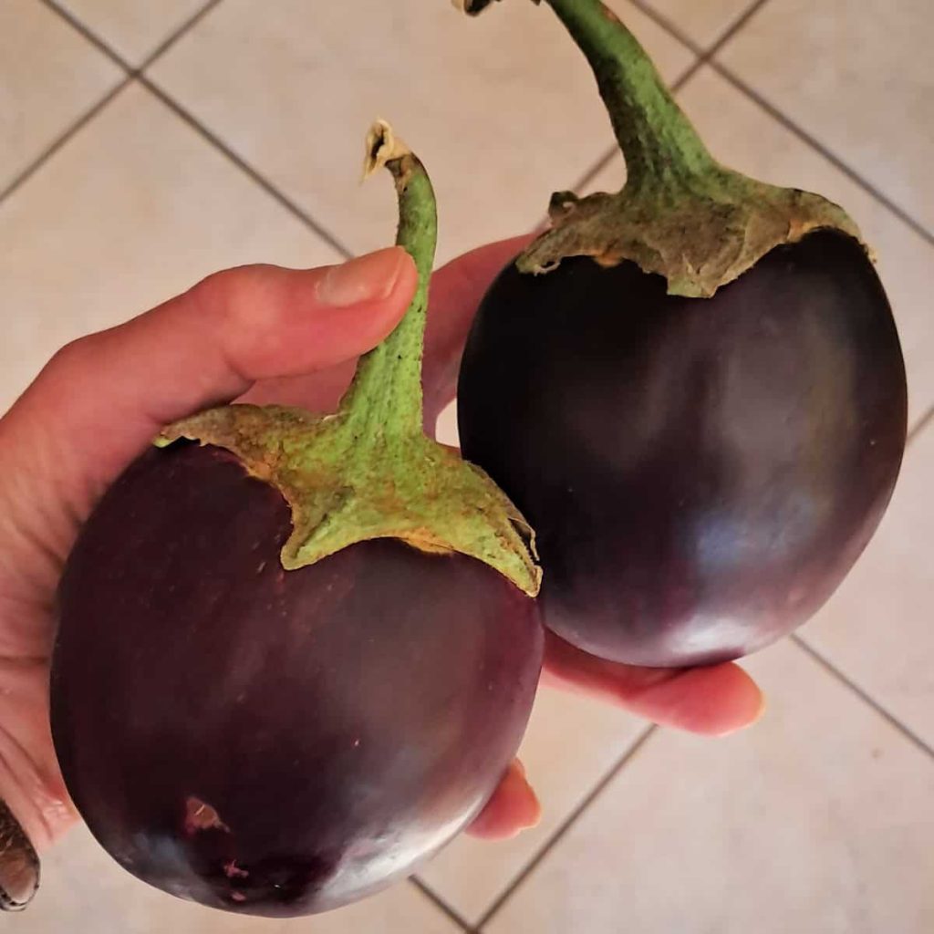 small round eggplant