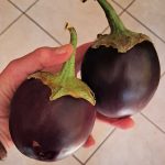 small round eggplant