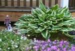 Five Beautiful Shade Plants for Your Garden - Home Garden Joy
