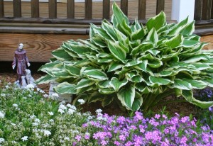 Five Beautiful Shade Plants for Your Garden - Home Garden Joy
