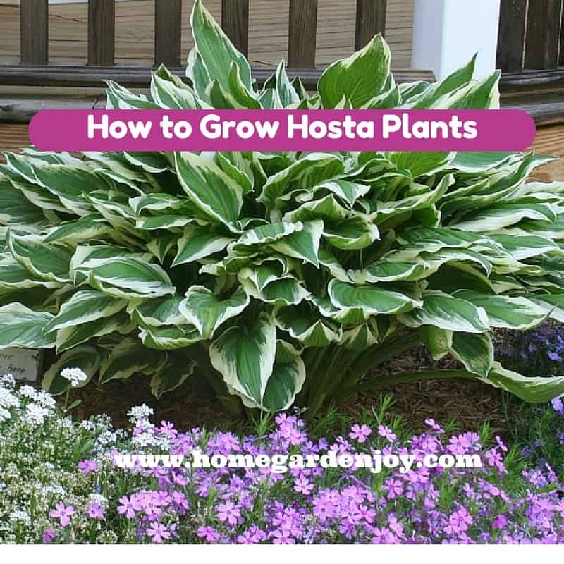 Growing Hosta in Virginia