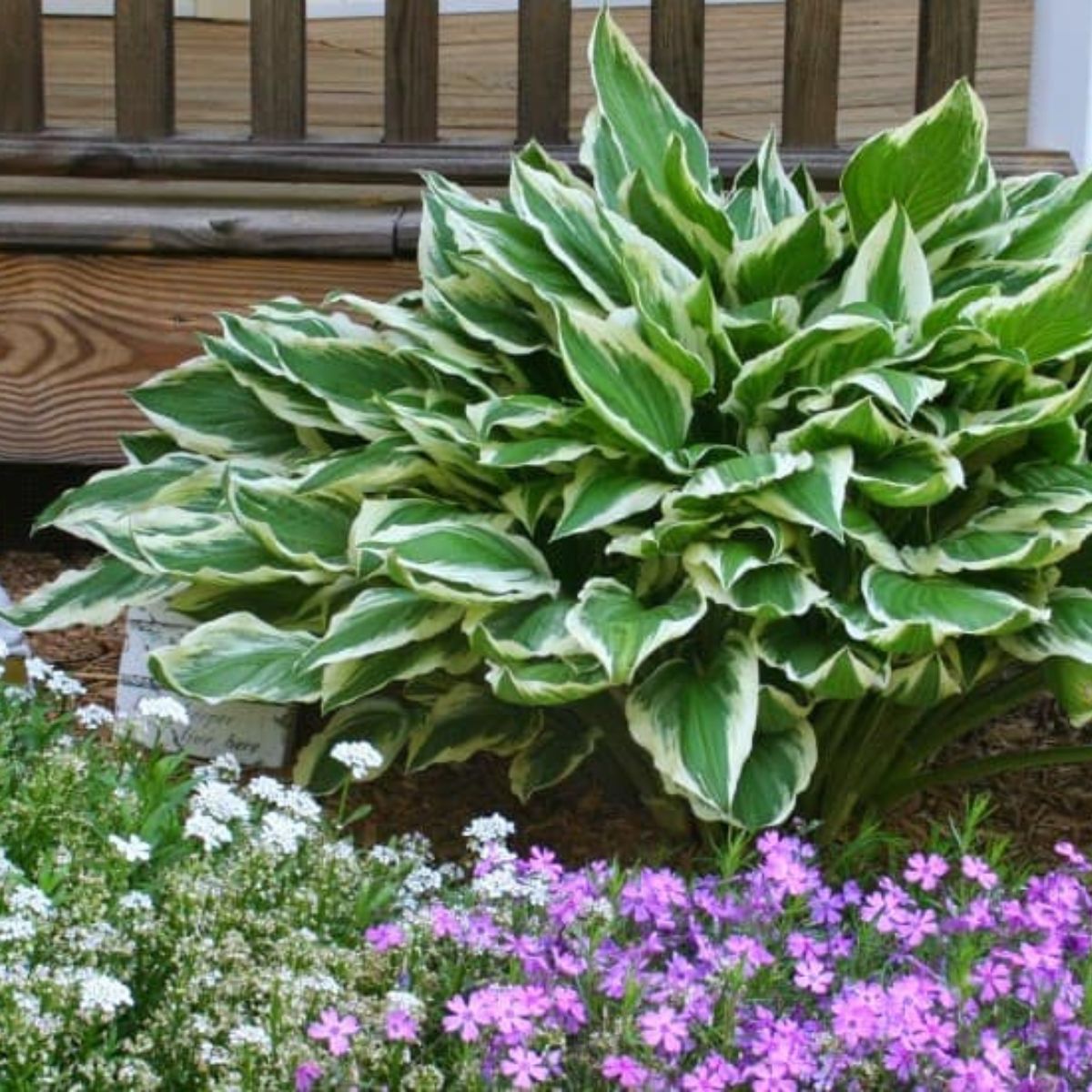 a hosta plant with pink phlox and white candytuft growing around it