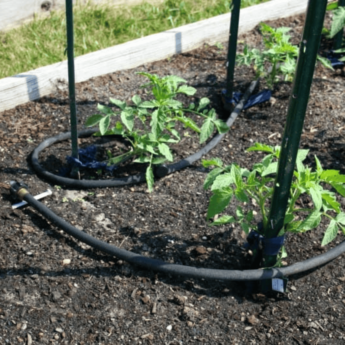 a soaker hose around tomato plants in a raised bed garden